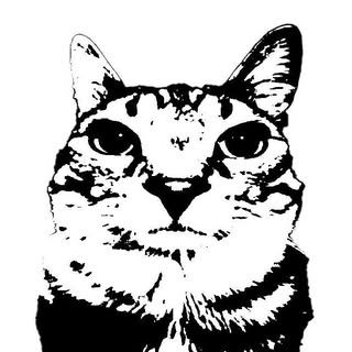 cat avatar